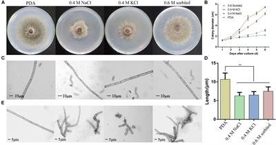 Effect of Osmotic Stress on the Growth, Development and Pathogenicity of Setosphaeria turcica